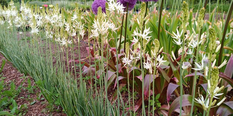 Camassia leichtlinii 'Sacajawea' Leichtlini preeriaküünal TAIMENA